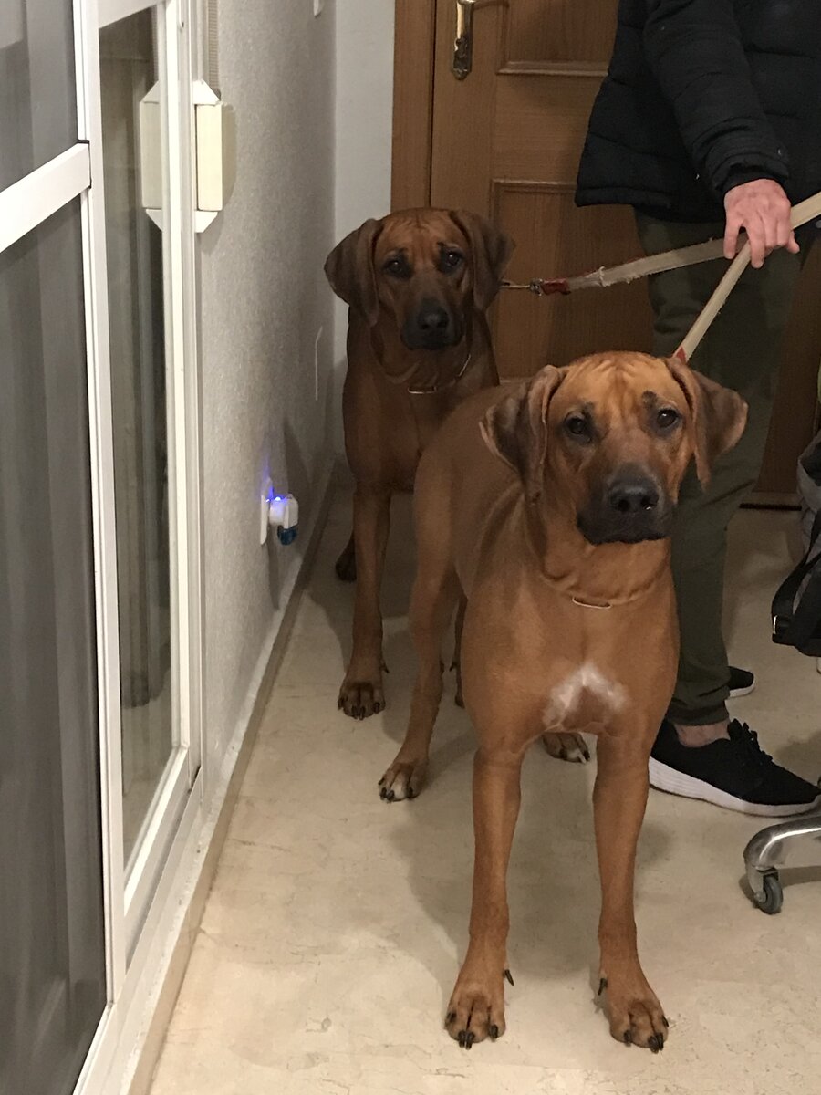 Это собачки моей квартирной хозяйки в Малаге