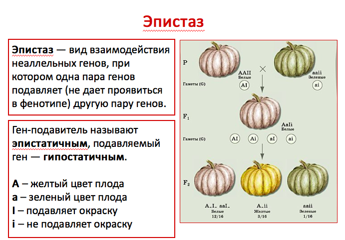 У тыквы дисковидная форма плода доминирует над шаровидной установи соответствие между схемой