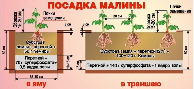 Способ посадки
Способов посадки всего два – в посадочные ямы или в траншеи. Посадка в ямы проще.