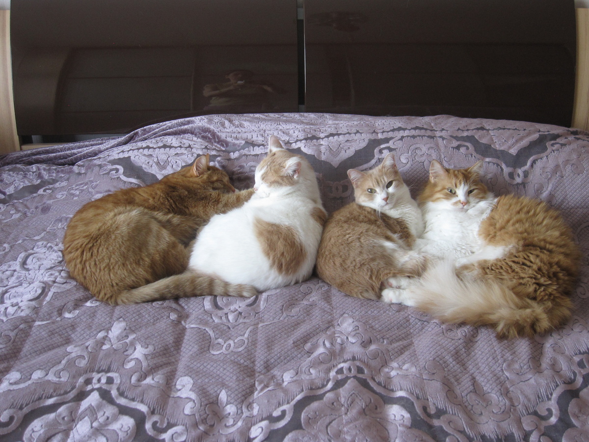 «Мы в ответе за тех, кого приручили», и я знаю об этом с раннего детства, и если бы кто-то семь лет назад сказал мне о том, насколько кардинально изменятся обстоятельства моей жизни, и что придется расстаться со своими любимыми котами, скорее бы всего, я не поверила. Но такой момент в моей жизни настал около года назад. 