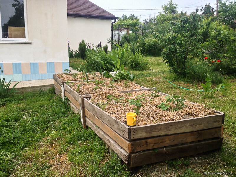 Грядка для кабачков. Высокие грядки. Грядка под кабачки. Высокая грядка для тыквы.