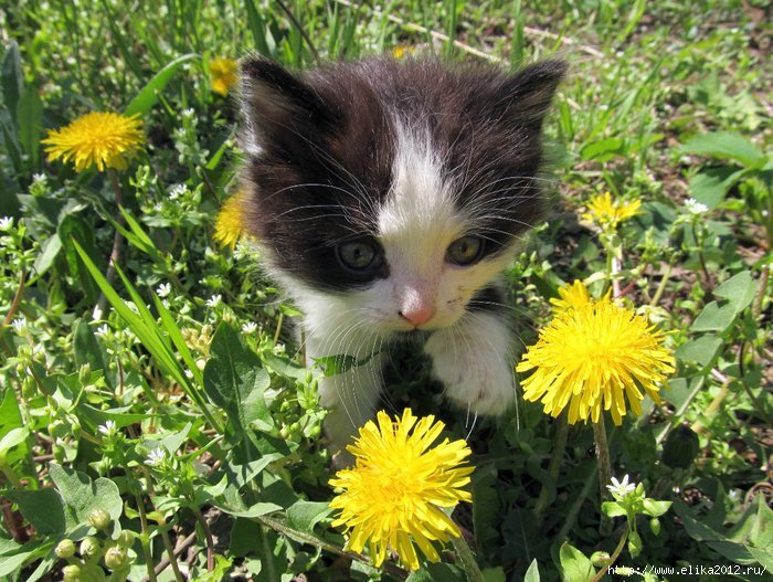 из интернета