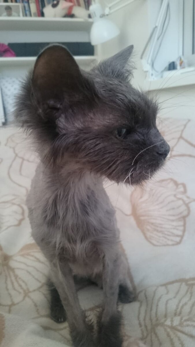 Дымку подстригли в гигиенических целях. Шёрстку надо было привести в порядок