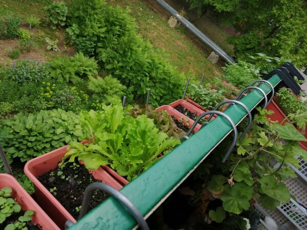 Мой балконный огород. Первый месяц