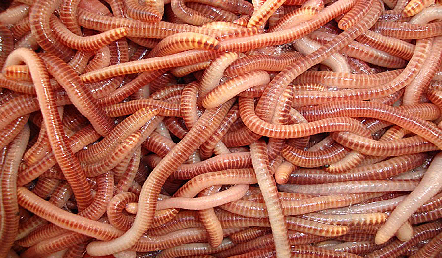 Фото в качестве иллюстрации.