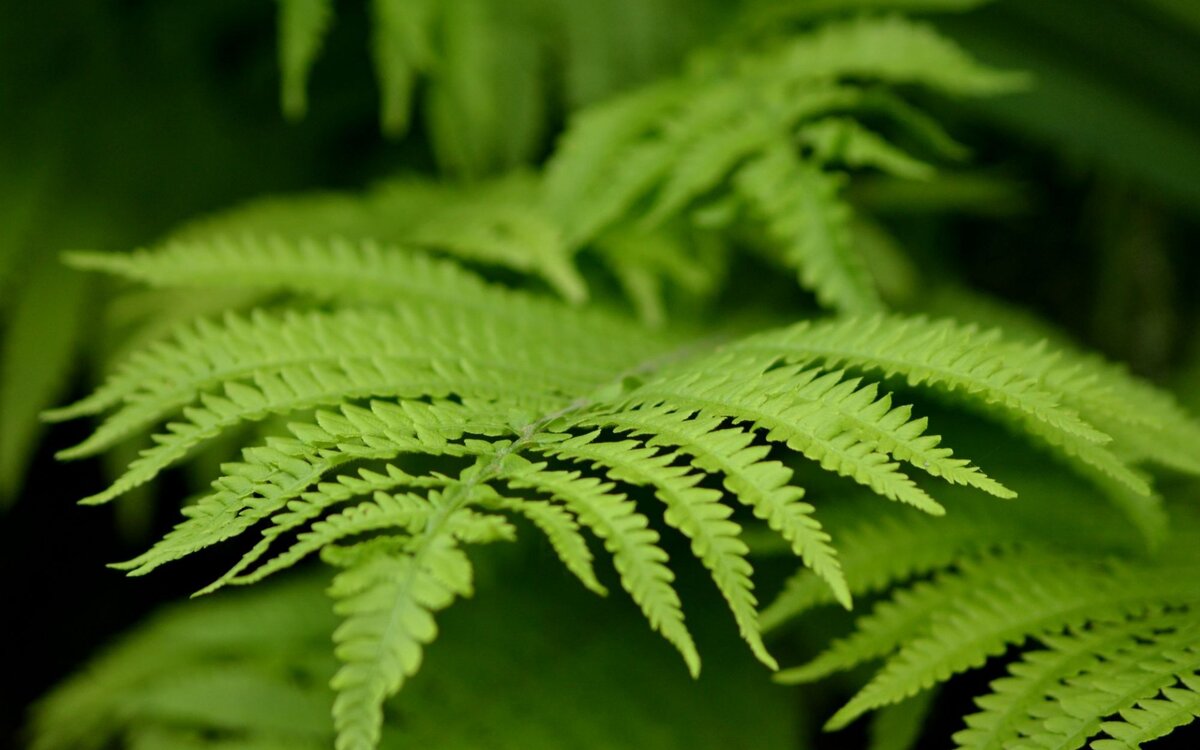 Источник картинки: Яндекс.Картинки