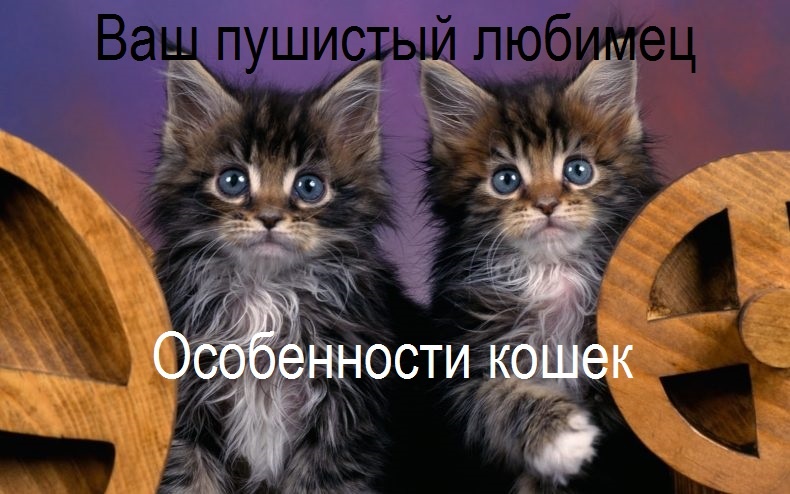  Если вы всё таки решили завести себе кошку,то знайте,что за ней не требуется тщательный уход,как за собаками.Но вам непременно нужно изучить их привычки и особенности поведения.
