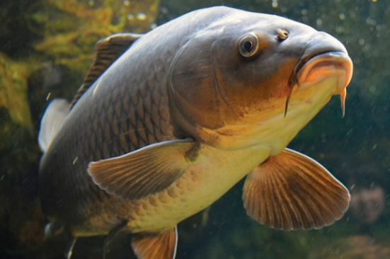 Рыбка: карп. На фото очень грустный:)