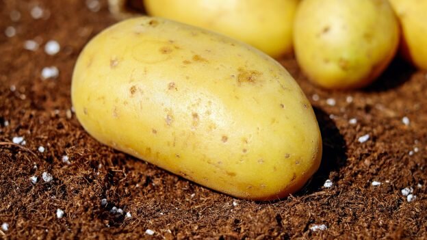 мифы о картофеле