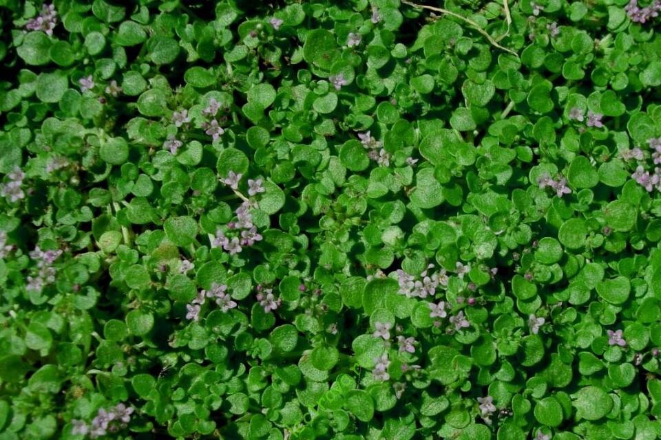 Родиной корсиканской мяты являются средиземноморские регионы Корсики, Сардинии, Франции и материковой Италии. Её натурализовали в других частях мира, включая Великобританию и юго-восточную часть Соединенных Штатов. Эта трава - декоративная и заполняет небольшие зазоры в скалистых районах. Есть много разновидностей этого рода, известных садоводам и любителям хорошей кухни, они слегка отличаются по вкусу, аромату и внешнему виду.