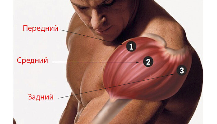 Дельтовидная мышца бодибилдинг