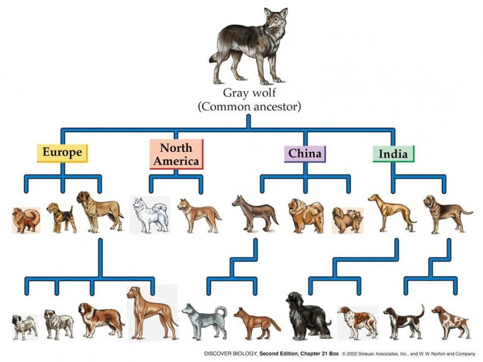 История происхождения собаки | Прокотьев | Дзен