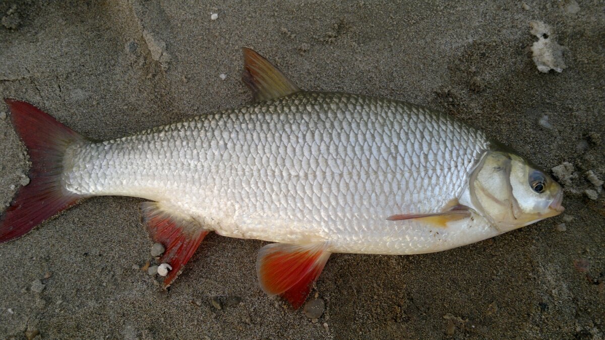 Автор фото Kristian Kostov (kriki) - собственная работа