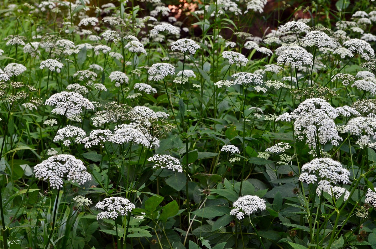 Сныть: полезные свойства и противопоказания растения