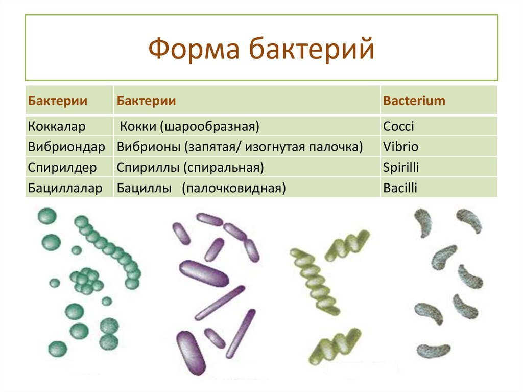 Клетки большинства бактерий можно. Формы бактериальной клетки и их названия. Формы бактериальных клеток 5 класс биология. Формы клеток бактерий 5 класс биология. Формы бактериальных клеток микробиология.