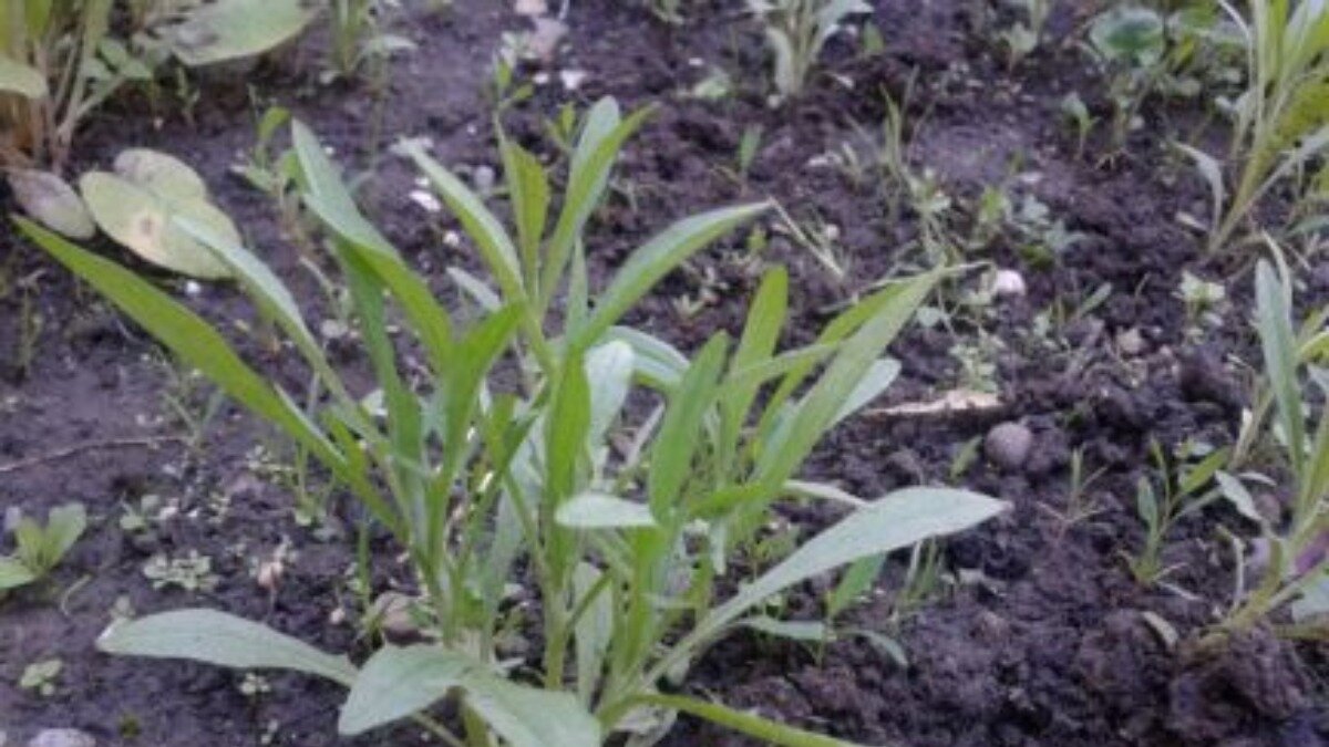 Василек синий. Всходы