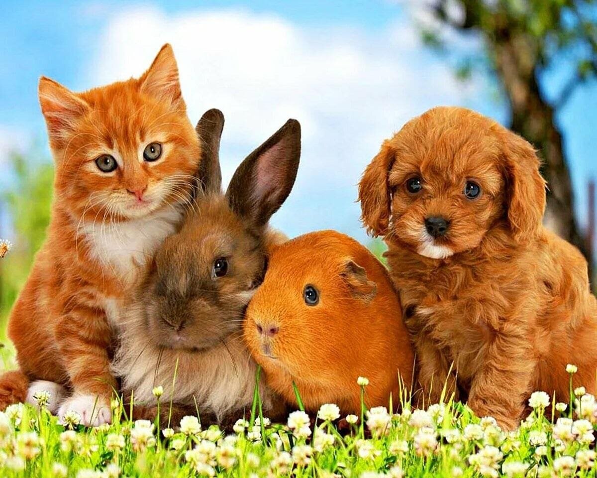 Милые такие, да?