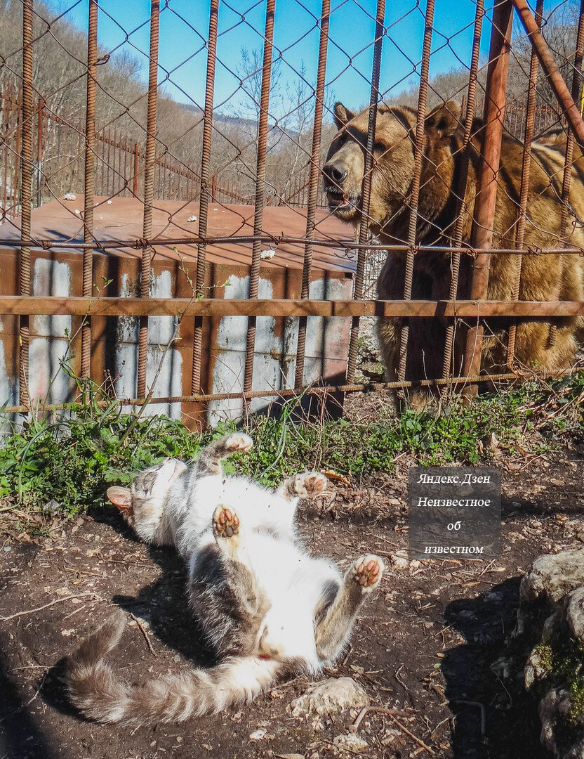 Неверных жен сбрасывали в этот каньон, согласно легенде, если выплывут - значит, невиновны: Хаджохская теснина