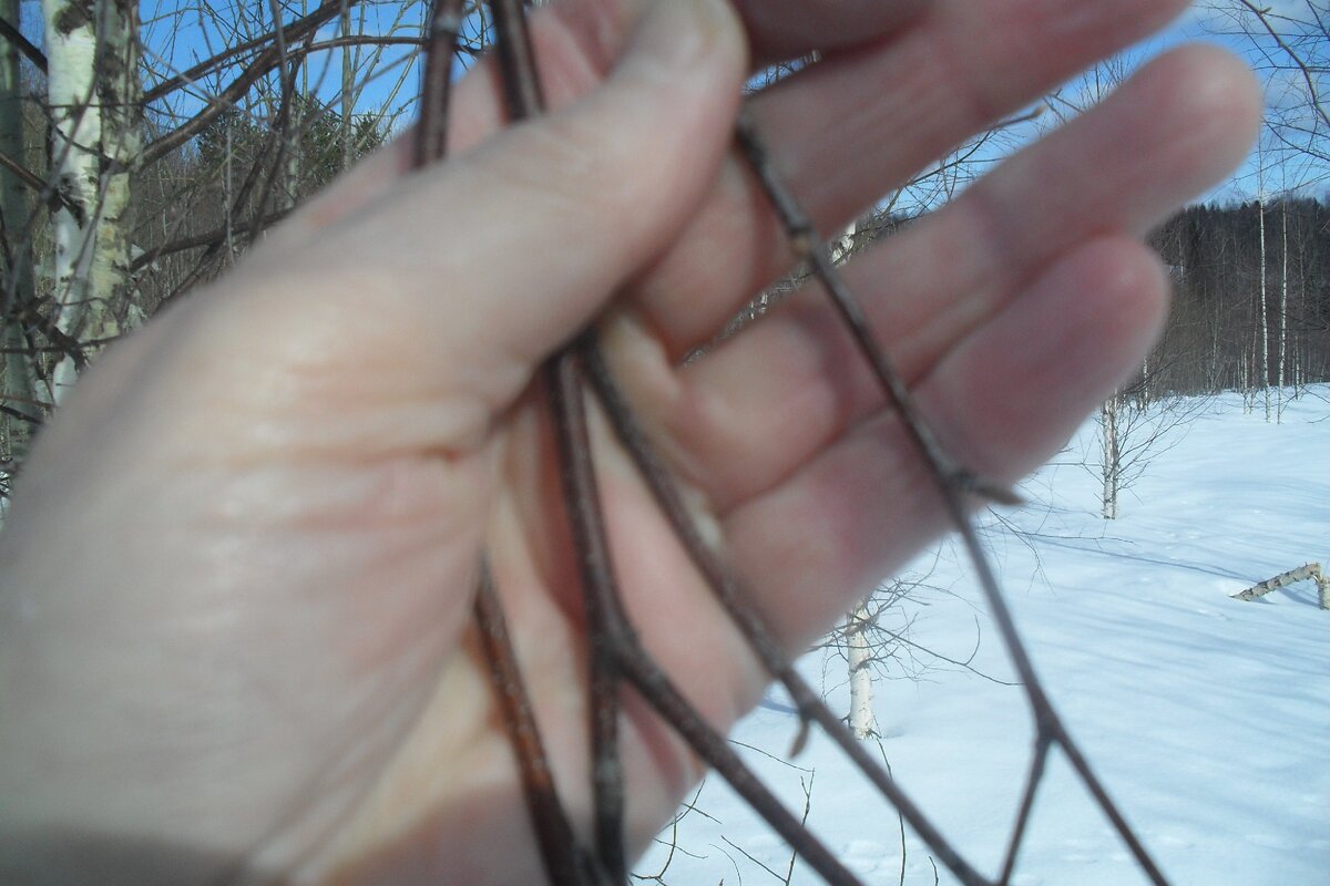 Березовые почки собирают ранней весной в период набухания ,но обязательно до распускания.