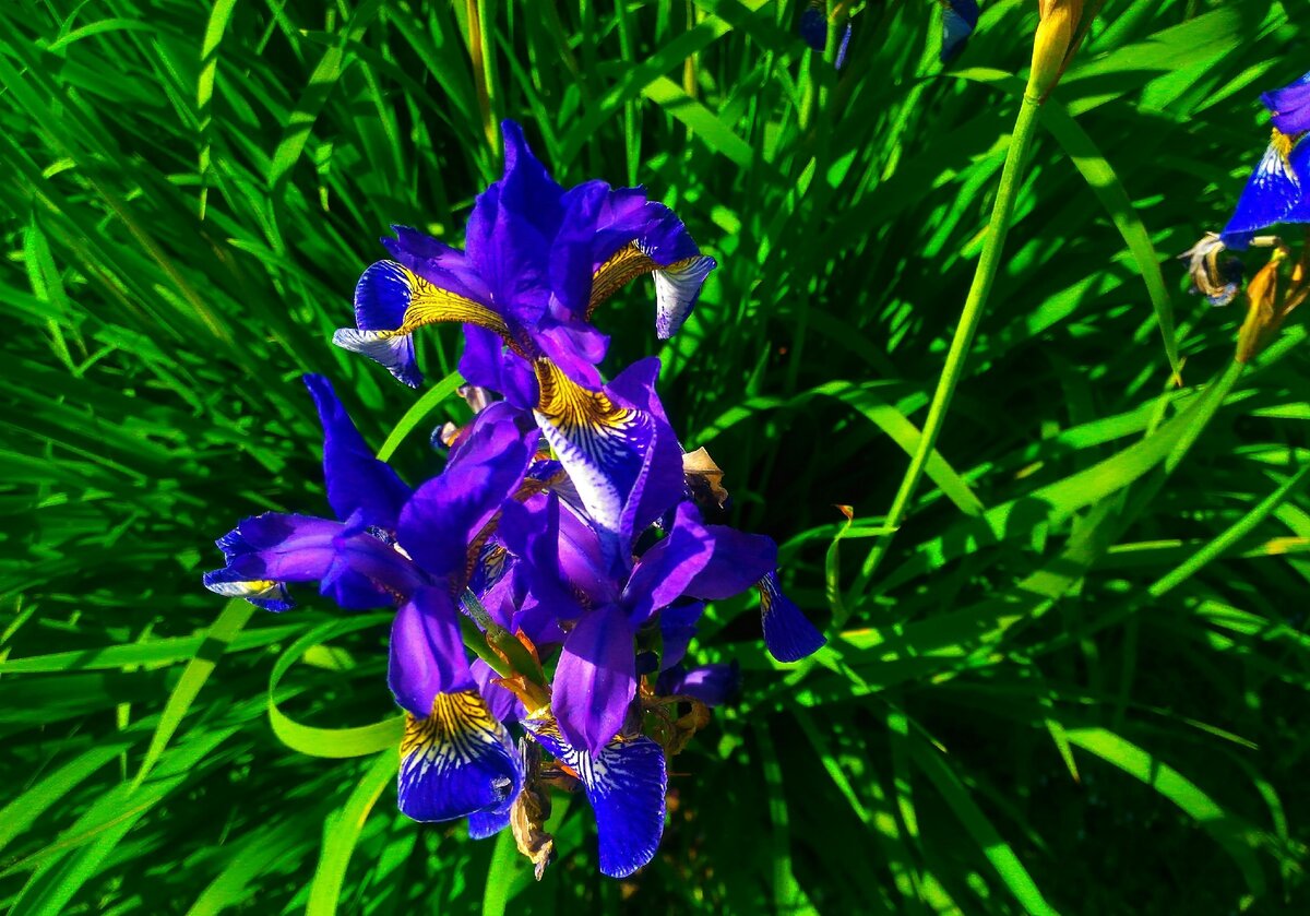 Ирису сибирскому не страшно весеннее затопление