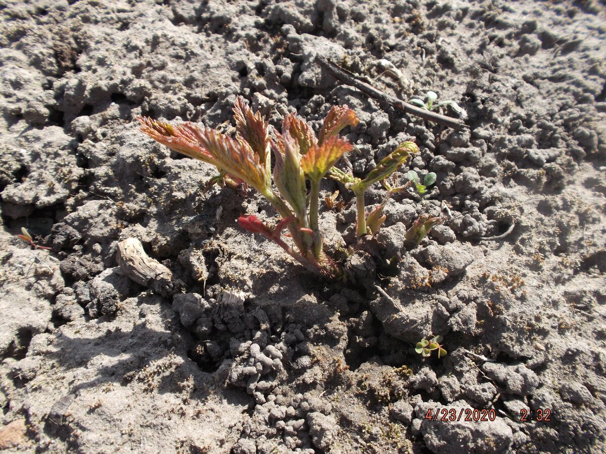 Пагон малины, присыпанный компостом