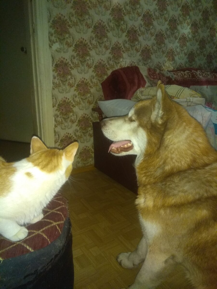 Кот и собака 