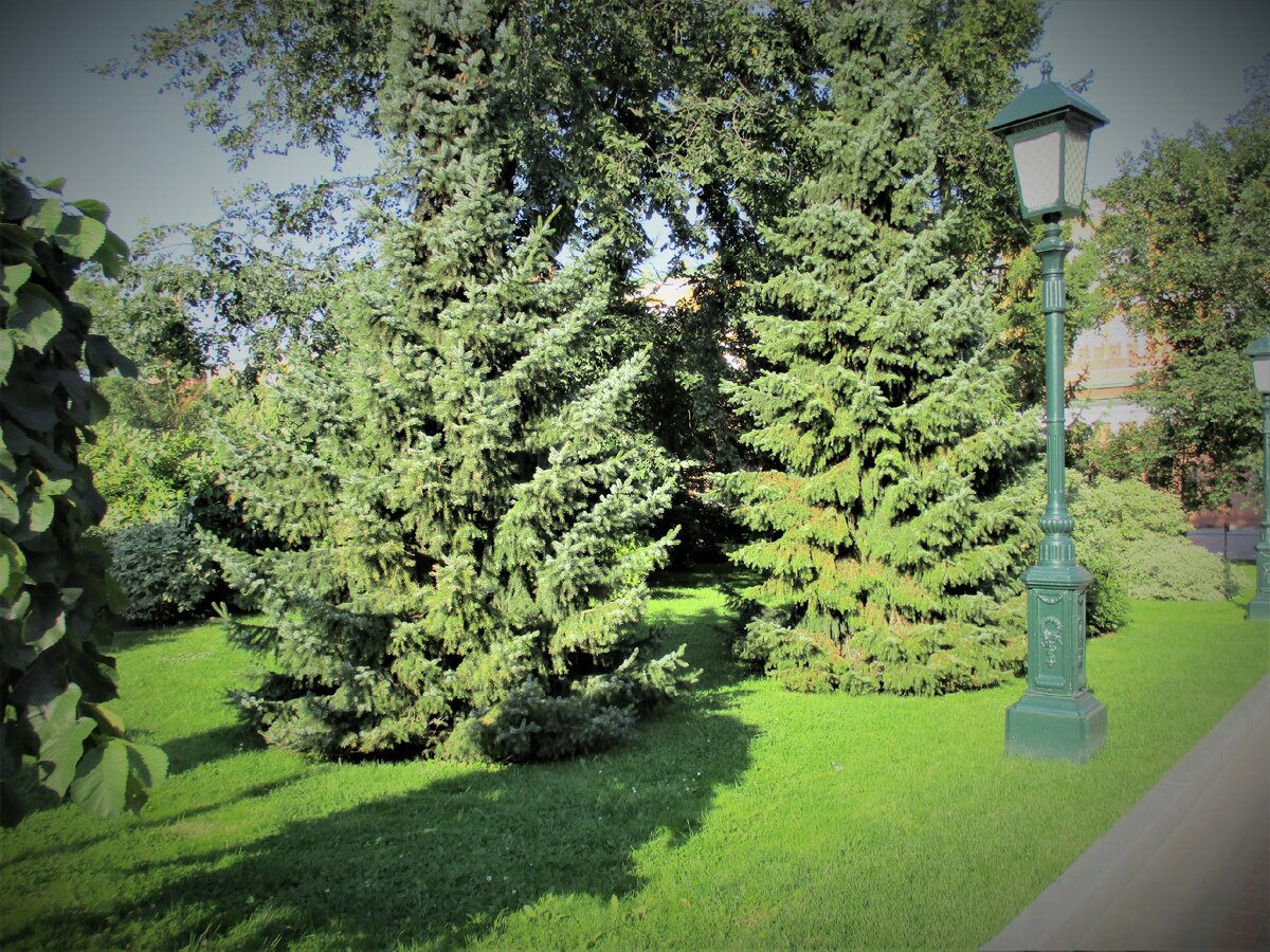 АЛЕКСАНДРОВСКИЙ САД-всего лишь 10 гектар.  Обойти не трудно .    ФОТО  МОЕ.