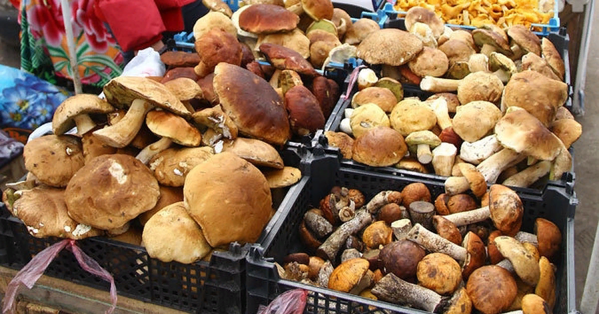 Удостоверьтесь по внешнему виду, что грибы съедобные