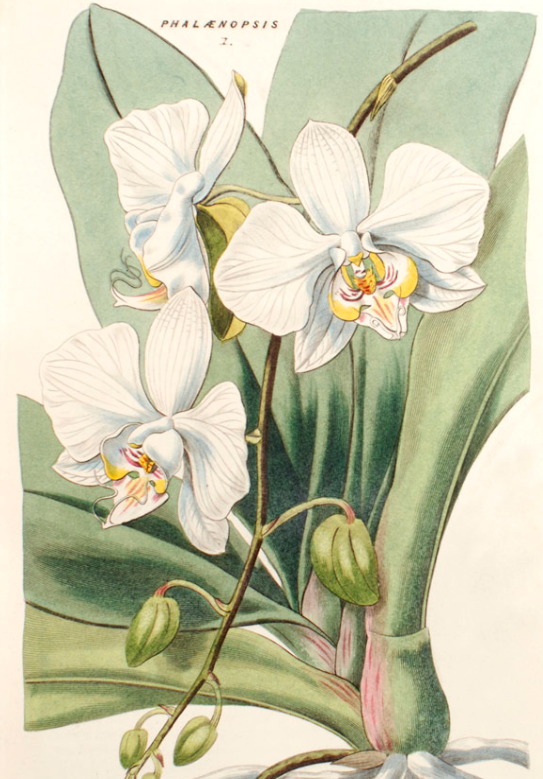 Thomas Moore, «Illustrations of Orchidaceous Plants» 1857 г.