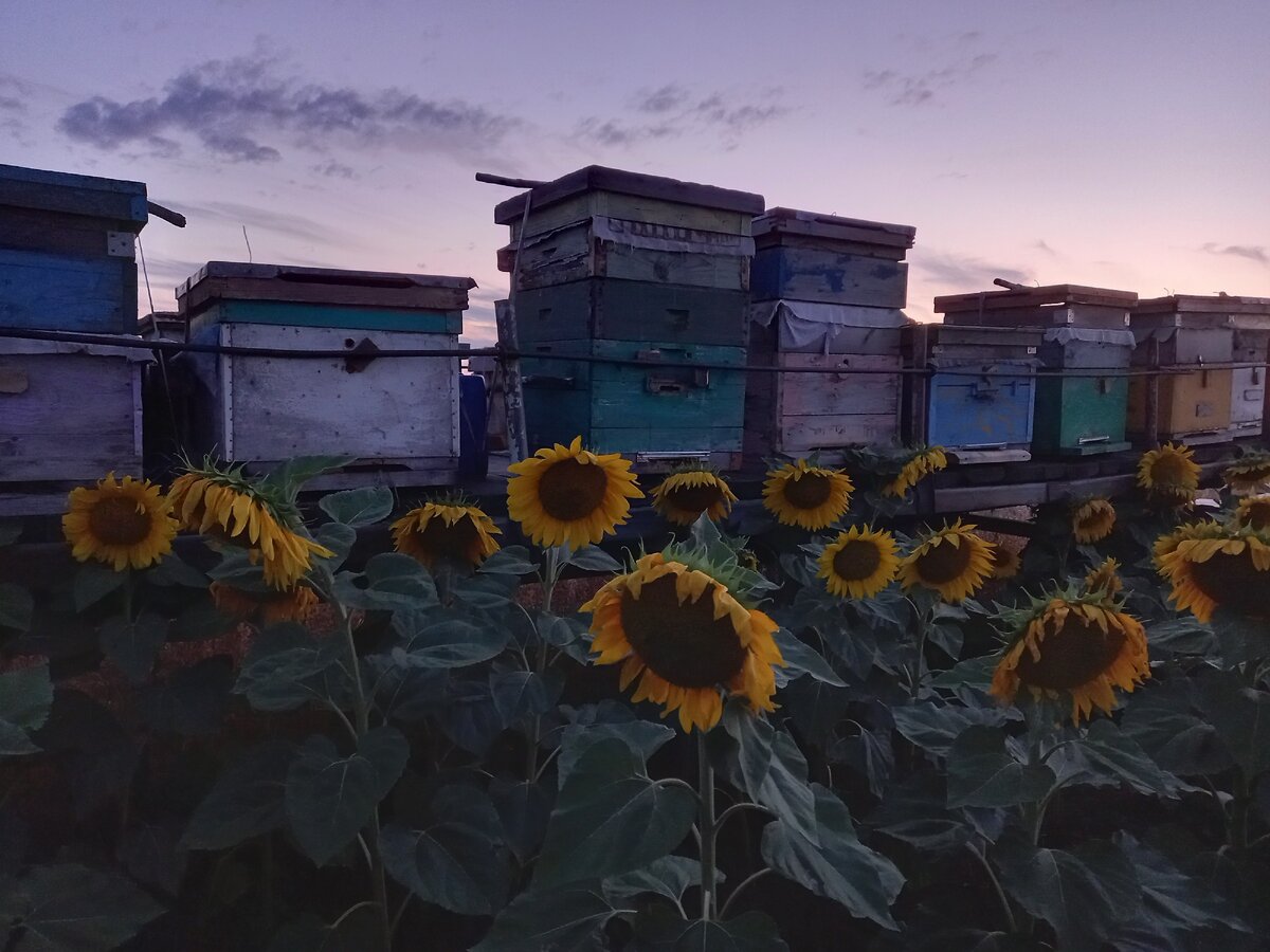 Пасека в подсолнечниковом поле