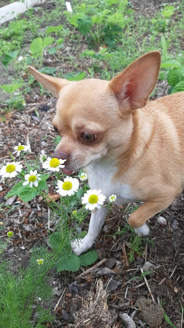 Наш чихуахуа Тайсон и ромашки