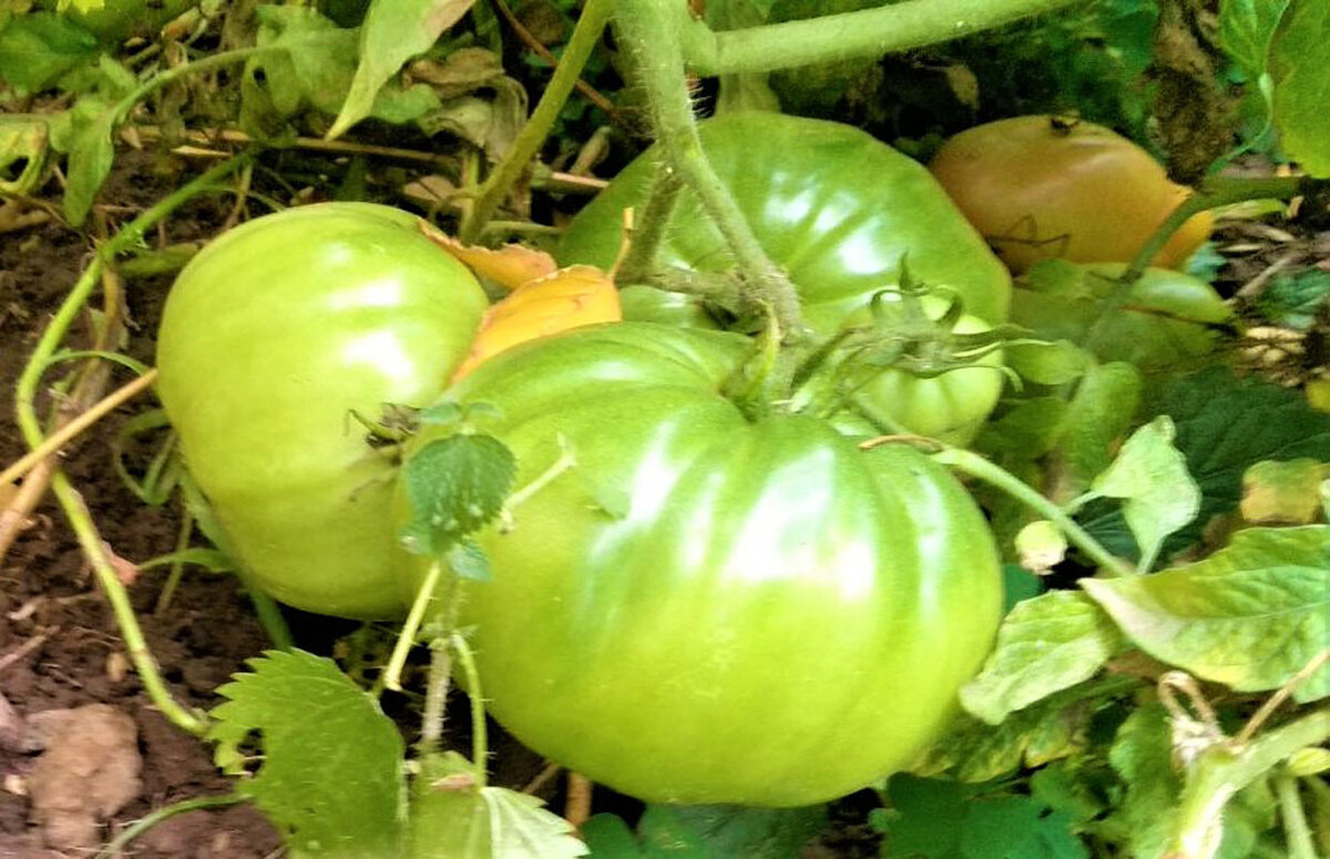 Что делать с зелеными помидорами. Как сохранить плоды и ускорить их покраснение