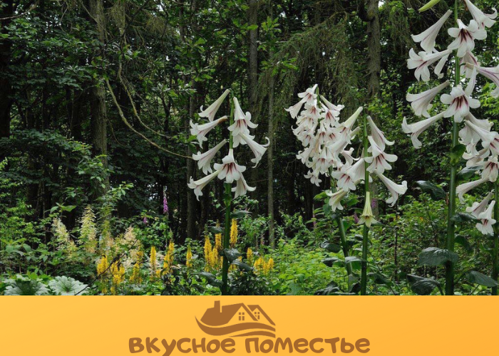 Кардиокринум