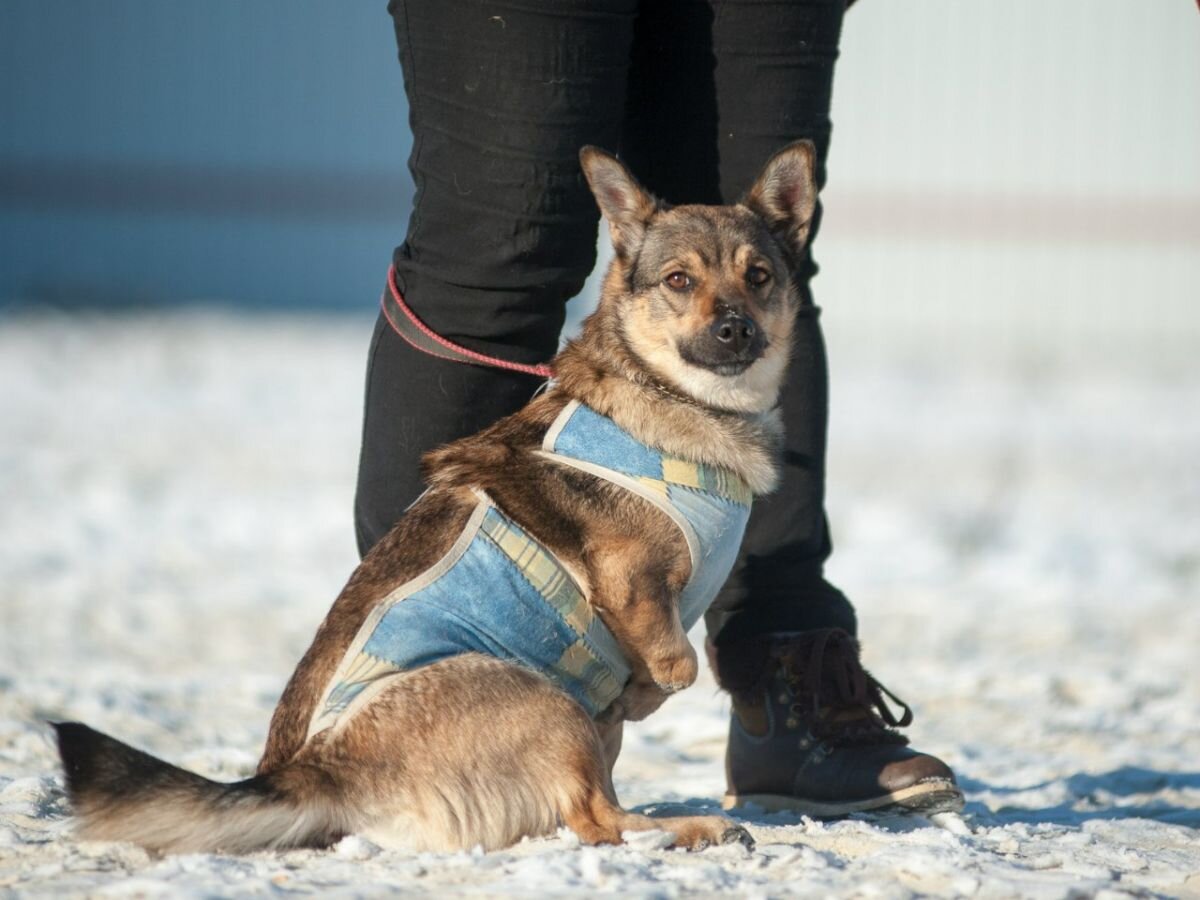 безногая собака.