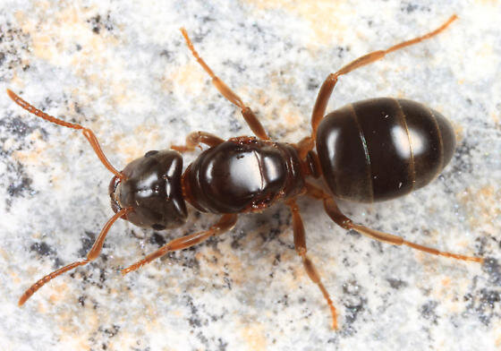 Матка Lasius umbratus, ищущая укрытие