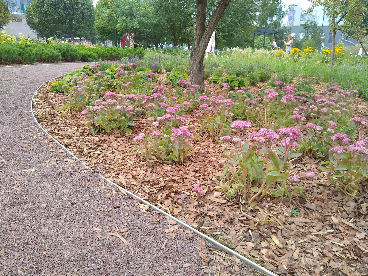 Сад трав. Фото автора.