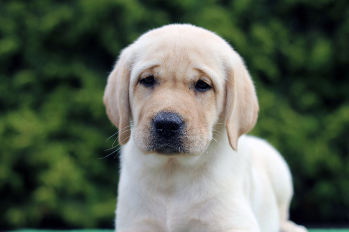 Щенок лабрадора питомника Arhbeauty.com