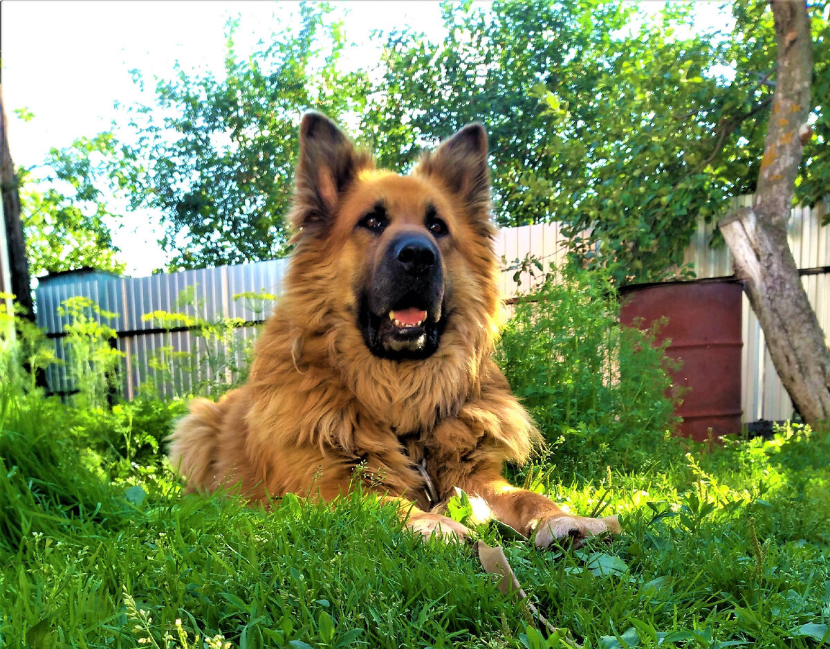 Мой пёс Арчик