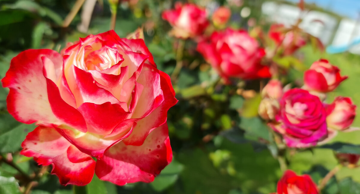 Юбилей принца Монако. Сентябрь 2021