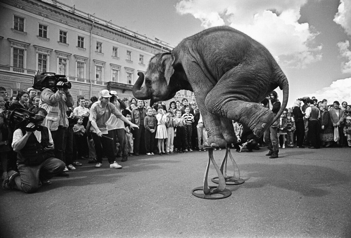 П.М. Маркин "Слоны на Дворцовой площади" (20 июня 1996 г.)