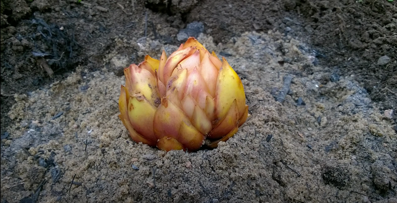 Луковица должна быть здоровой и без повреждений