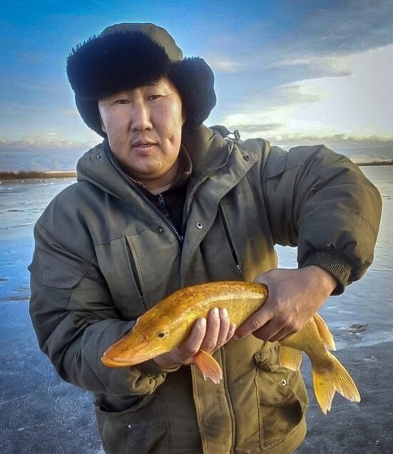 На Байкале поймали золотую рыбу. Щуку необычного окраса выпустили на ...