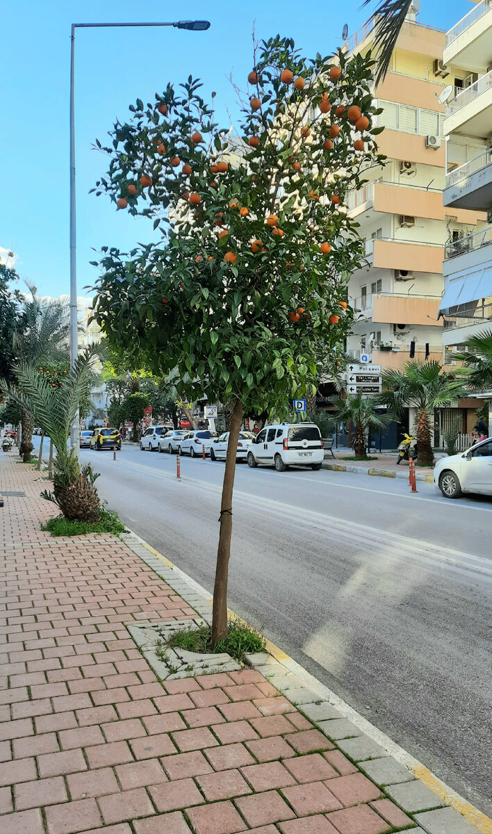 Мандариновые деревья 