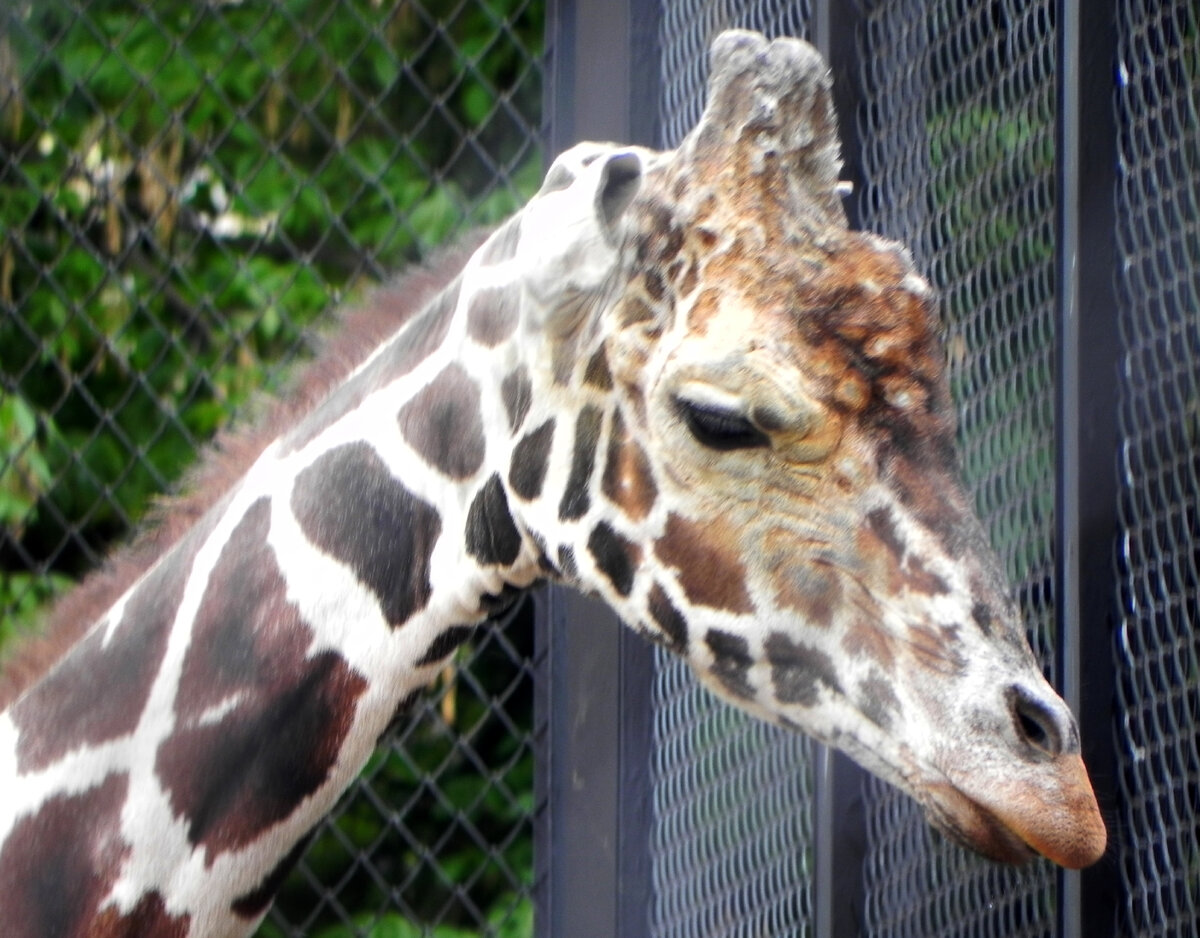САМСОНЧИК. Листайте фото
