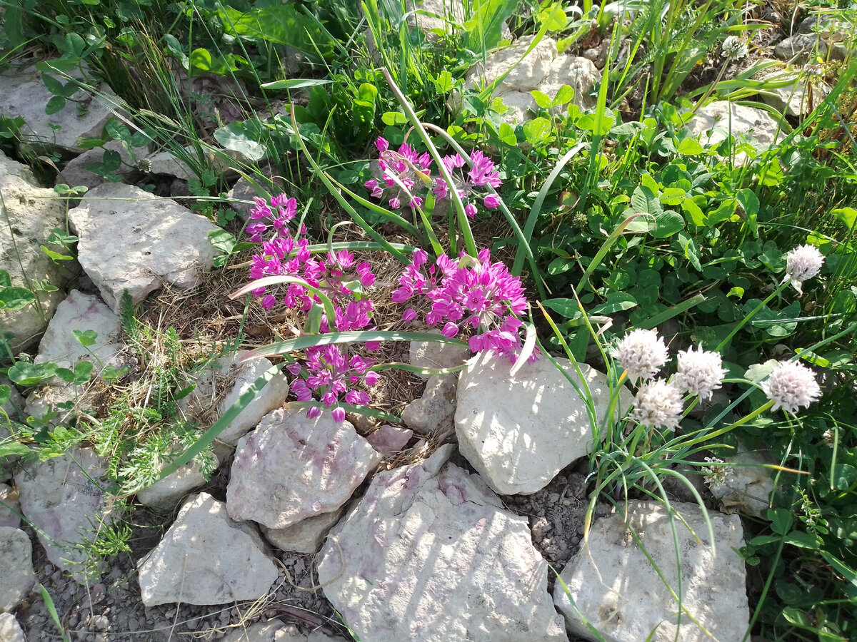 Шнитт-лук и лук Островского (горолюбивый), 7 июля 2022