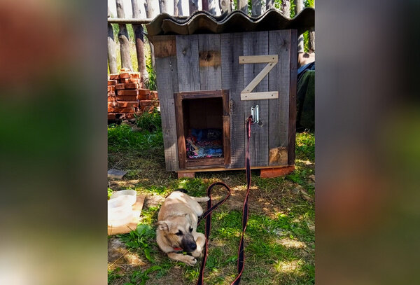Упавший из окна многоэтажки пёс на новом месте жительства. Обложка © VK / Полиция 37