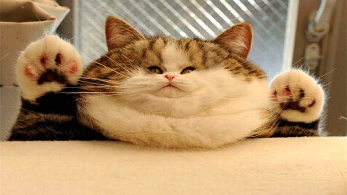 котик на солнышке. в ту ночь когда улыбались котики. с 1 апреля котики. радостный кот. милый толстый кот.