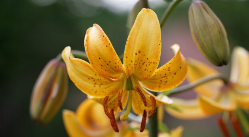 Лилия Гансона (Lilium hansonii)