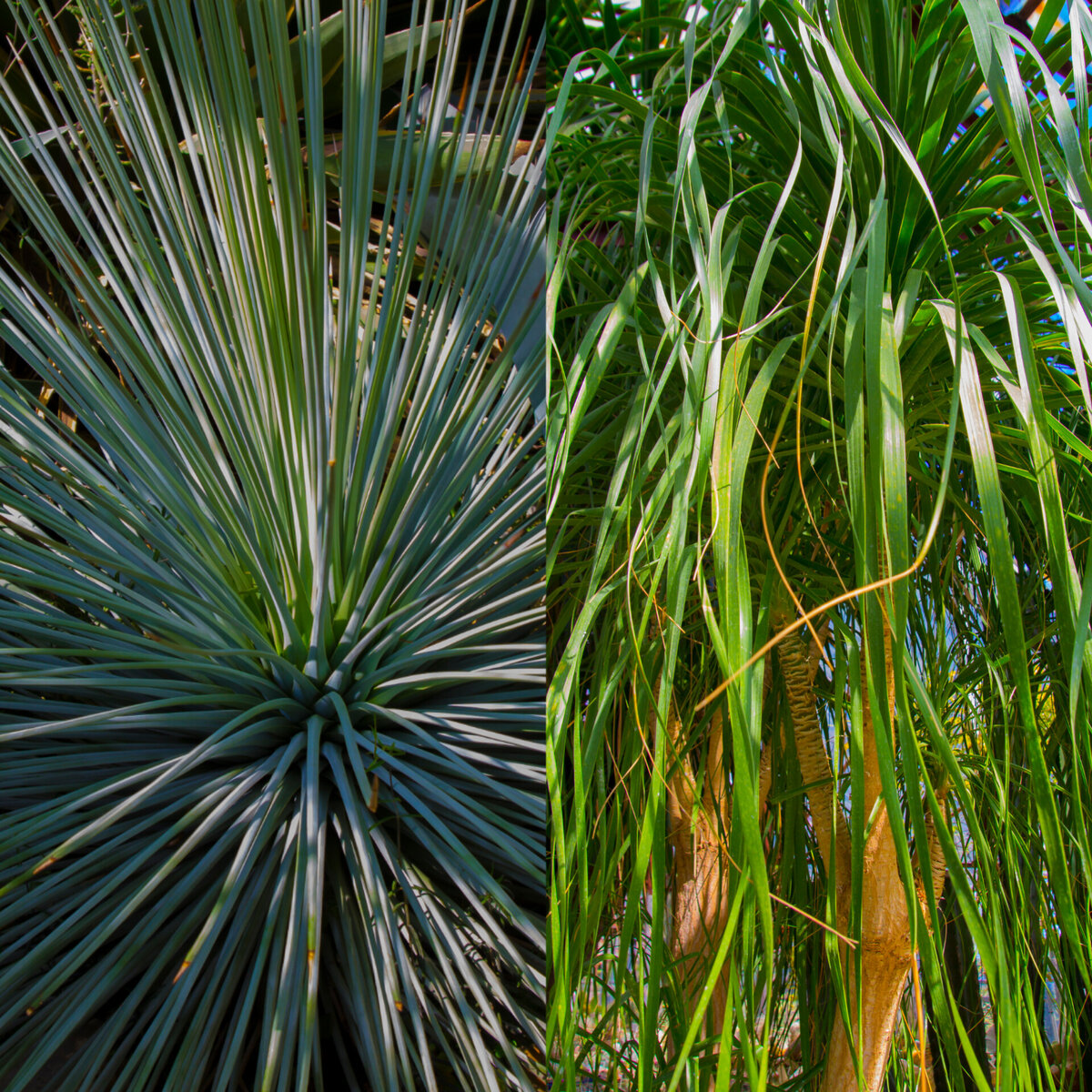 Ситник острый/Бильбергия