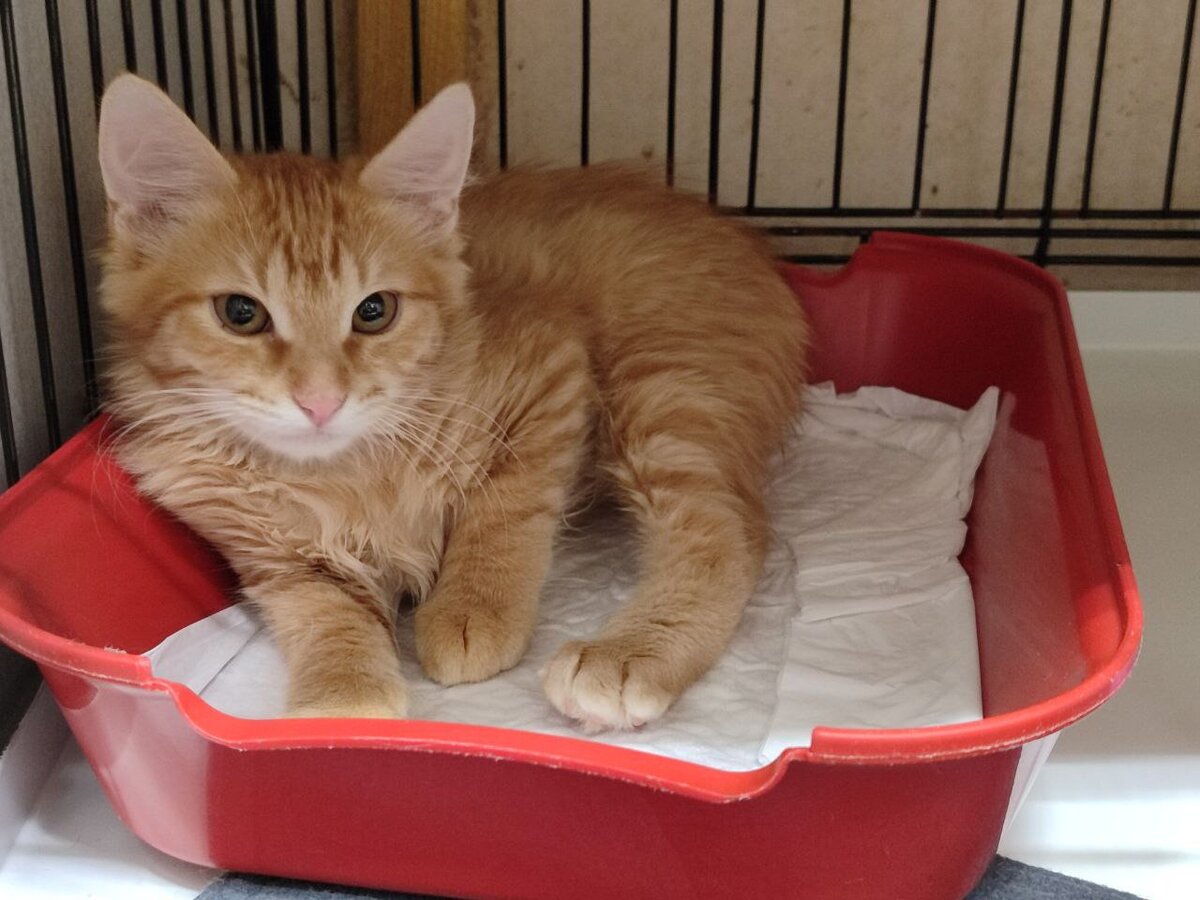 Фолью нашли на дачах вместе с сестрой и братом, потом жила на передержке. 